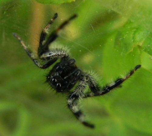 Carrhotus xanthogramma
