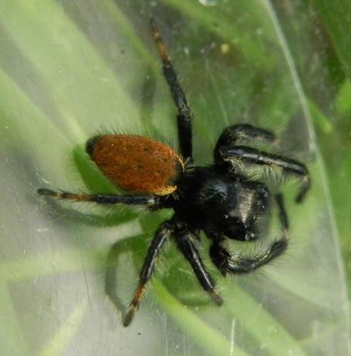 Réf. 160 671 : Carrhotus xanthogramma