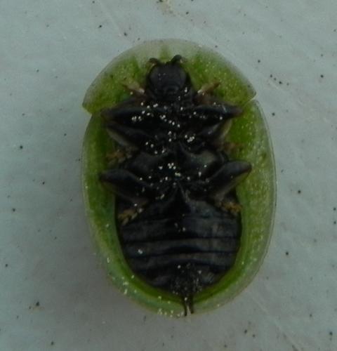 Cassida sp.