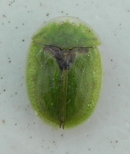 Cassida sp.