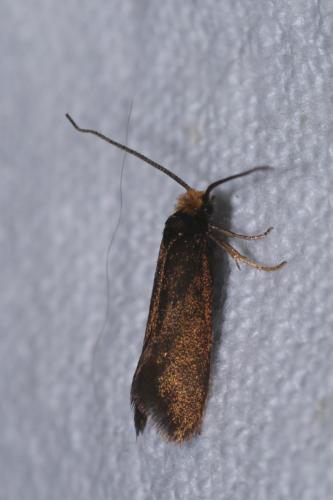 Réf. 160 477 : Incurvaria koerneriella