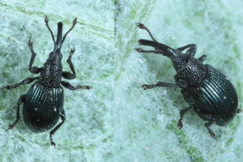 Réf. 160 088 : Ceratapion onopordi