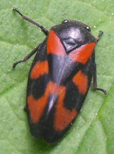 Cercopis vulnerata