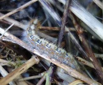 Lasiocampa quercus