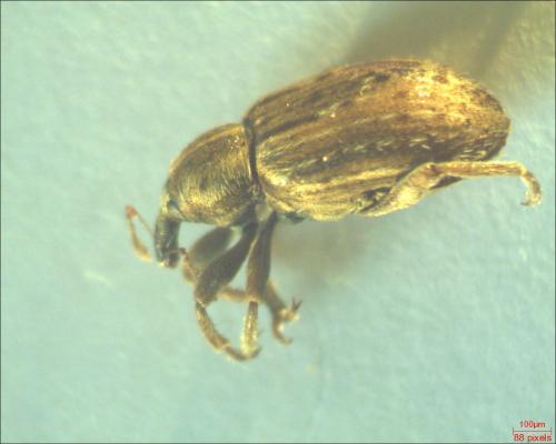 Réf. 160 406 : Hypera sp.
