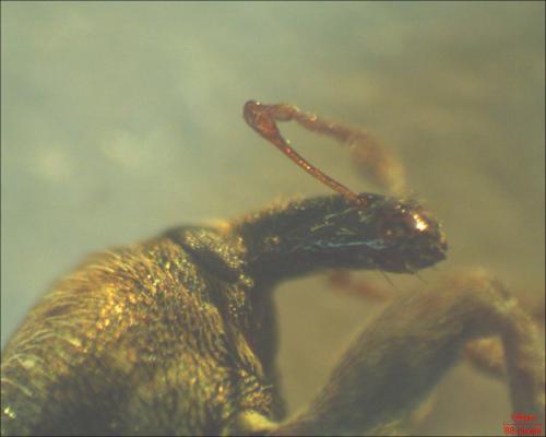 Réf. 160 407 : Hypera sp.