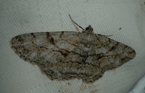 Peribatodes rhomboidaria