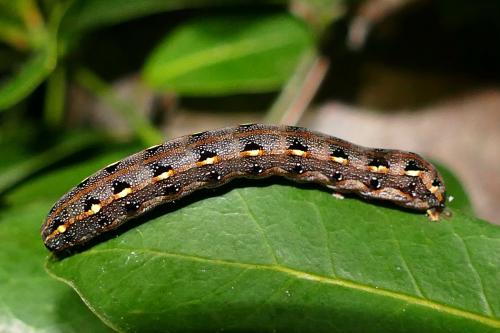 Réf. 160 096 : Spodoptera litura