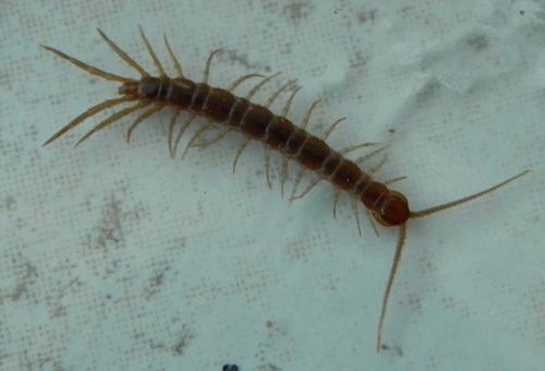 Lithobius forficatus