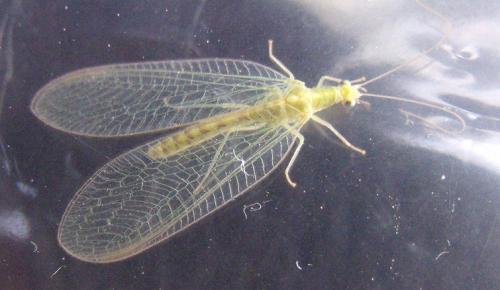 Réf. 160 315 : Chrysoperla sp.