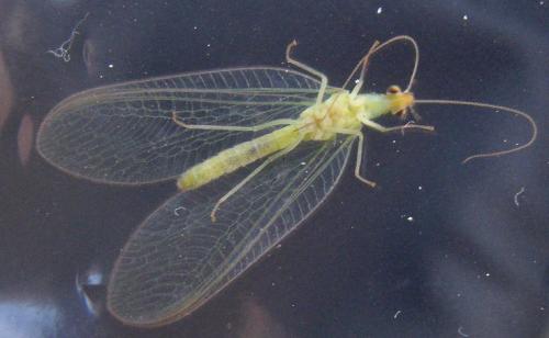 Chrysoperla sp.
