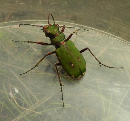 Réf. 160 052 : Cicindela campestris