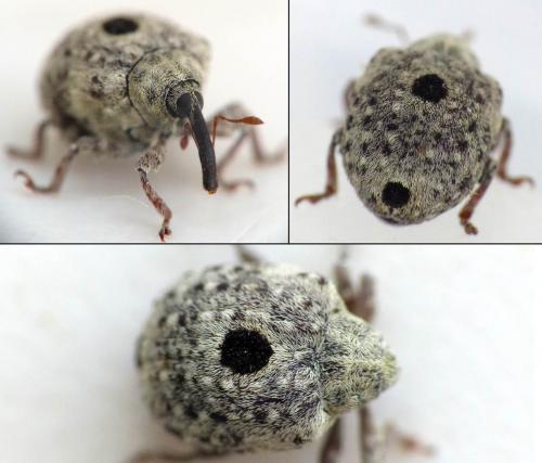 Réf. 160 245 : Cionus sp.
