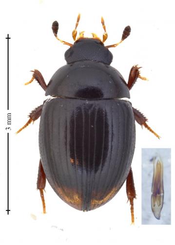 Cercyon ustulatus