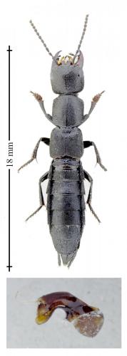 Réf. 160 145 : Ocypus nitens