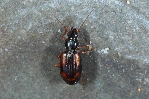 Réf. 160 045 : Bembidion tetracolum