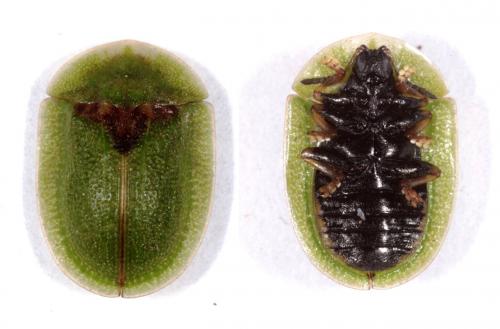 Réf. 160 620 : Cassida rubiginosa