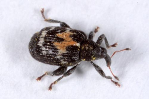 Réf. 160 719 : Tachyerges salicis