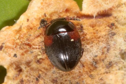 Anisotoma humeralis