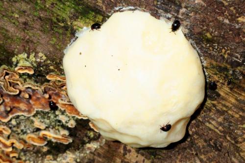 Anisotoma humeralis