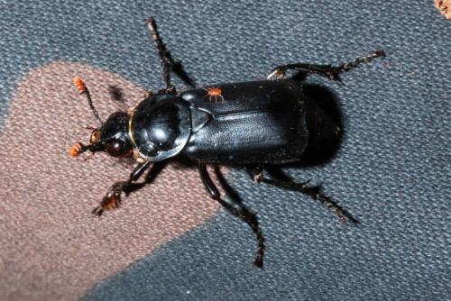 Réf. 160 411 : Nicrophorus humator