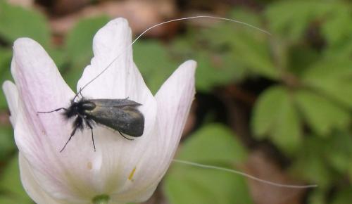 Adela reaumurella