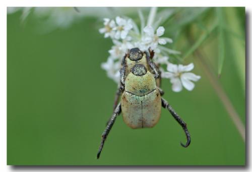 Hoplia argentea