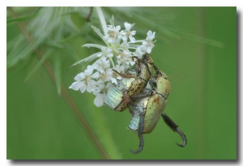 Réf. 160 653 : Hoplia argentea