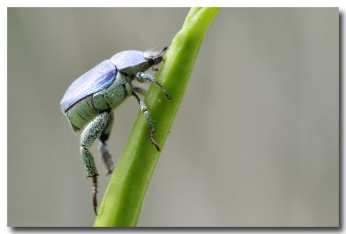 Hoplia coerulea