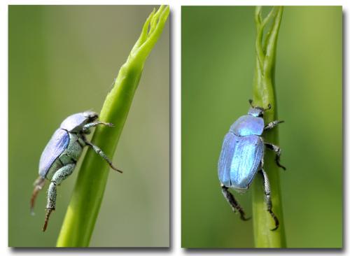 Hoplia coerulea