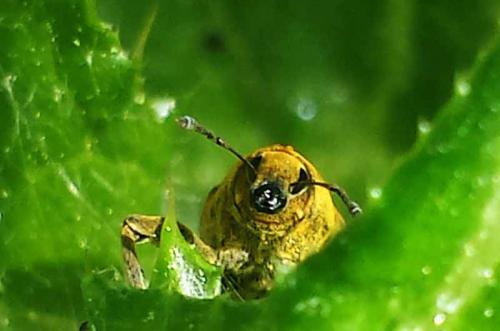 Lixus pulverulentus