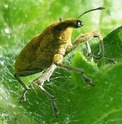 Lixus pulverulentus