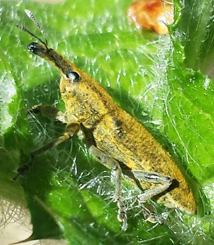 Lixus pulverulentus