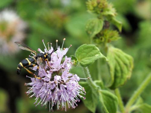 Réf. 160 487 : Conops ceriaeformis