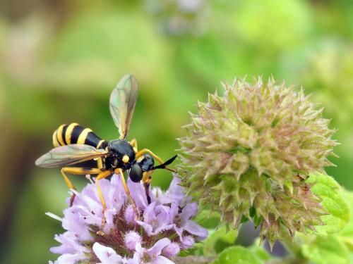 Réf. 160 485 : Conops ceriaeformis