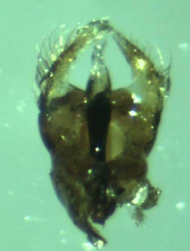 Hemicoelus costatus