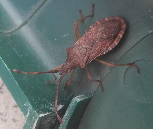 Gonocerus acuteangulatus
