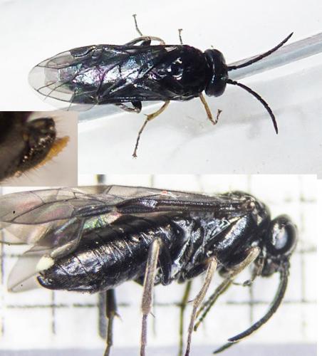 Endelomyia aethiops
