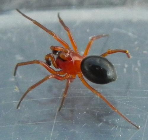 Réf. 160 683 : Hypomma sp.