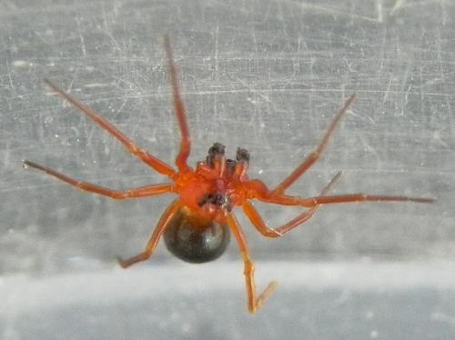 Réf. 160 681 : Hypomma sp.