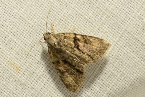 Réf. 160 781 : Cryphia ochsi