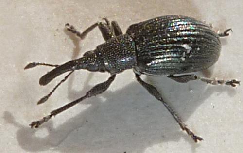 Aspidapion radiolus