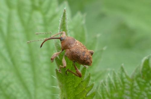 Réf. 160 334 : Curculio glandium