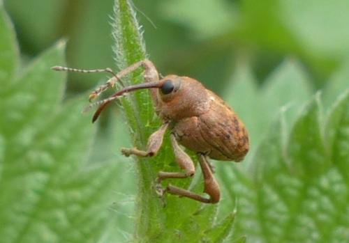 Réf. 160 336 : Curculio glandium