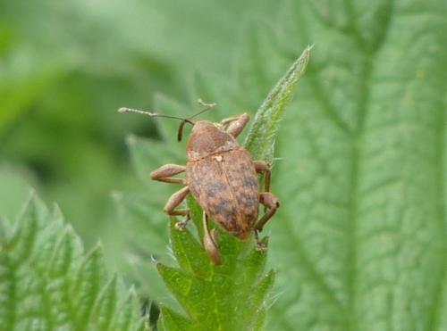 Réf. 160 335 : Curculio glandium