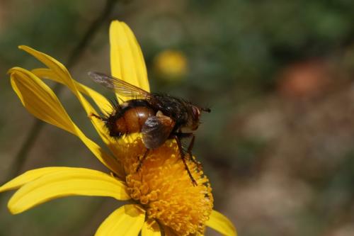 Tachina fera