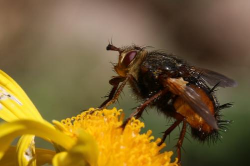 Réf. 160 372 : Tachina fera