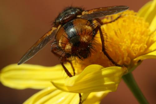 Tachina fera