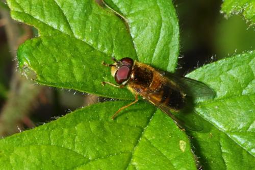 Epistrophe eligans
