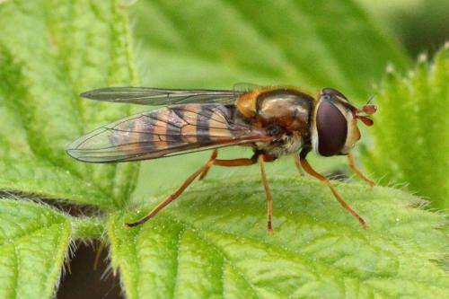 Réf. 160 746 : Epistrophe nitidicollis